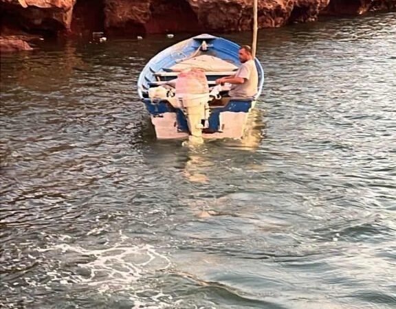 Rescatistas salvan a cinco perritos abandonados en muelle de Guaymas, Sonora