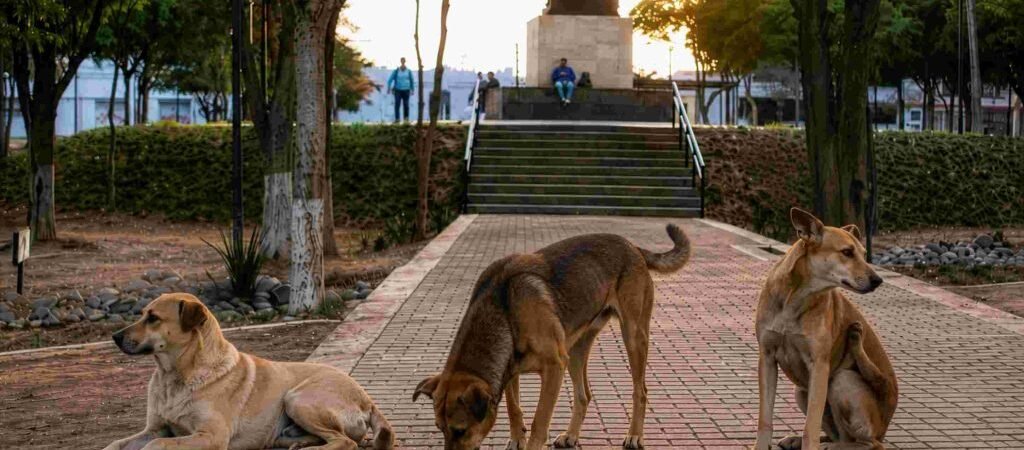 Ocho de cada 10 hermosillenses consideran que los animales en situación de calle son un problema: HCV Ocho de cada 10 hermosillenses consideran que los animales en situación de calle son un problema: HCV