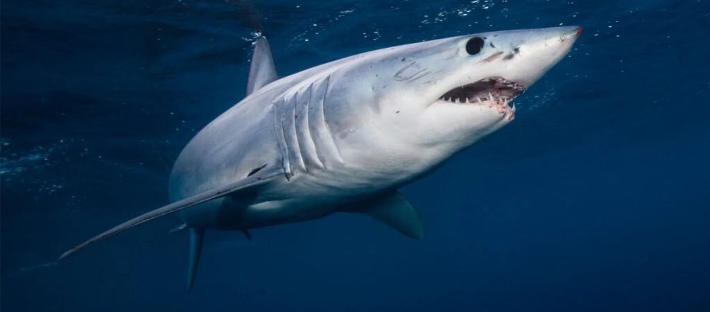 Ola de calor marina en EEUU acerca tiburones a playas, alertan expertos Ola de calor marina en EEUU acerca tiburones a playas, alertan expertos
