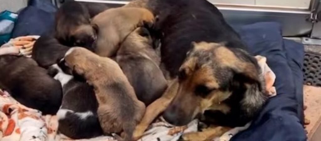 Adopción, tenencia responsable y esterilización: claves para reducir la sobrepoblación y el maltrato animal en Hermosillo