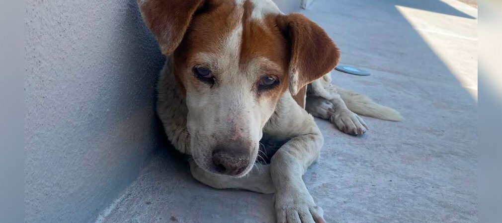 Registra Sonora más de 100 denuncias por maltrato animal en un año; sobrepoblación está ligada a la violencia en su contra, señala especialista Registra Sonora más de 100 denuncias por maltrato animal en un año; sobrepoblación está ligada a la violencia en su contra, señala especialista