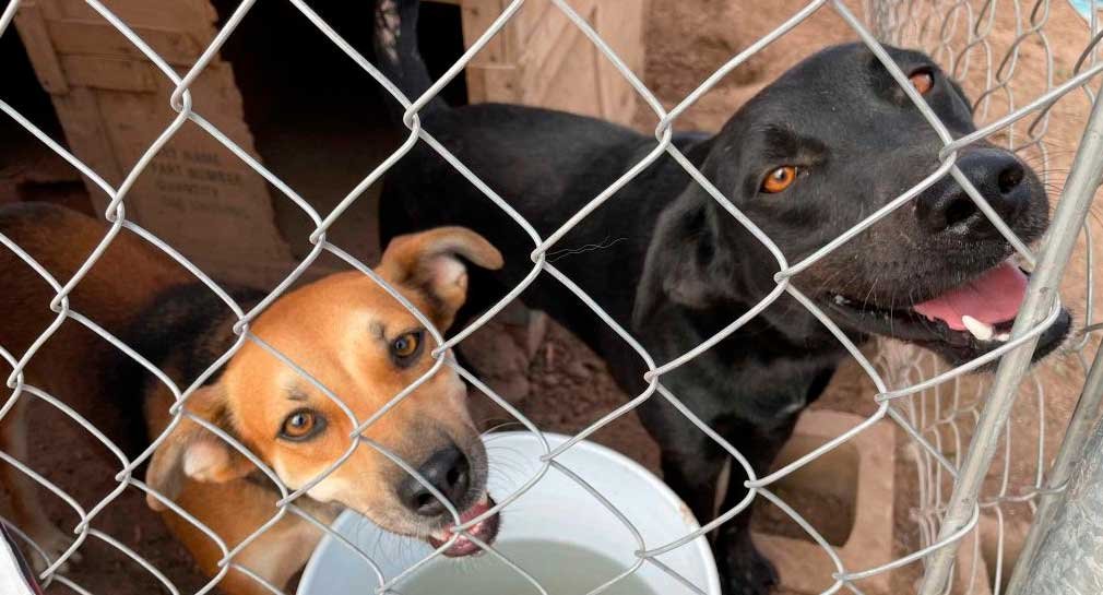 Jornada de esterilización gratuita para perros y gatos anunciada por Protección y Bienestar Animal en la comunidad de La Victoria, Hermosillo.