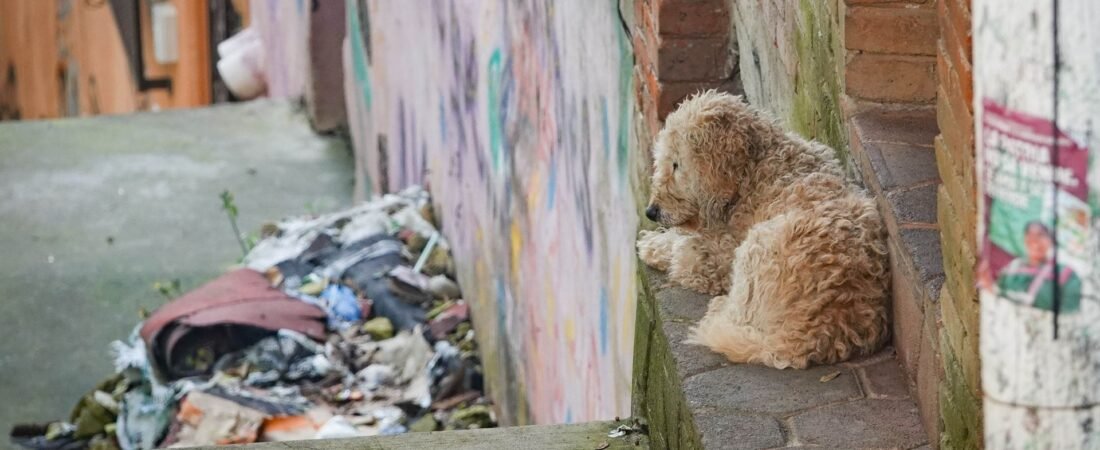 Los adoptaron en pandemia y los dejaron después: México encabeza la crisis del abandono de perros Los adoptaron en pandemia y los dejaron después: México encabeza la crisis del abandono de perros