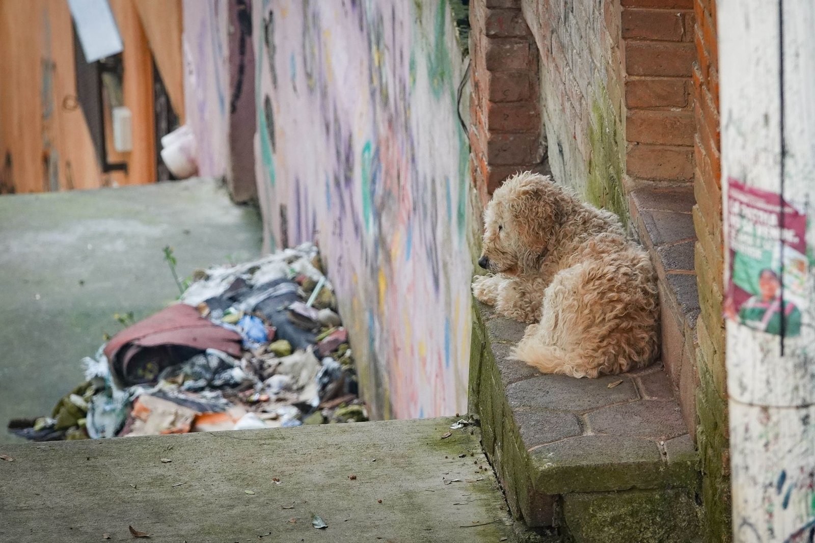 Cifras arrojan que la Ciudad de México ocupa el segundo lugar con más perros en la calle con 1.5 millones, solo por detrás de el Estado de México.