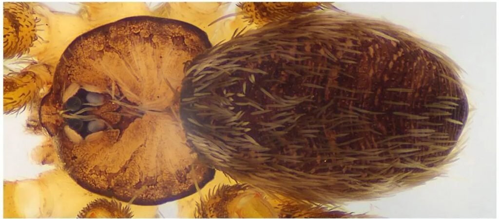 Investigadores de la UES descubren nueva especie de aracnido en Cerro Altares, al sur de Hermosillo