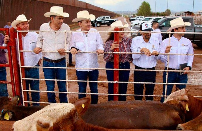 Reapertura de frontera con EEUU confirma la sanidad ganadera de Sonora: Celida López Reapertura de frontera con EEUU confirma la sanidad ganadera de Sonora: Celida López