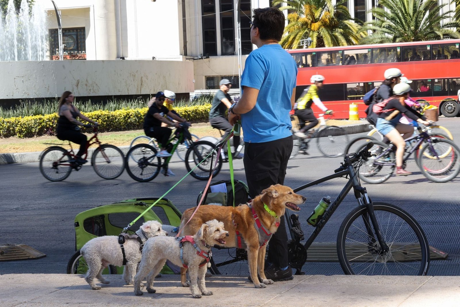Un hombre hace una pausa con sus perros, también llamados animales de compañía o mascotas, durante el Paseo de la Reforma.