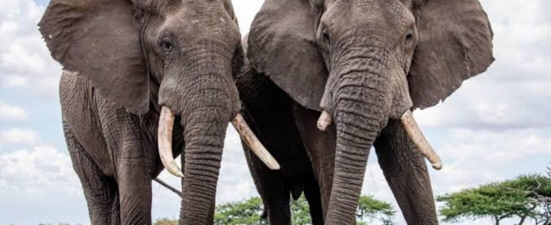 Investigan probable envenenamiento de 15 elefantes en el sur de Kenia