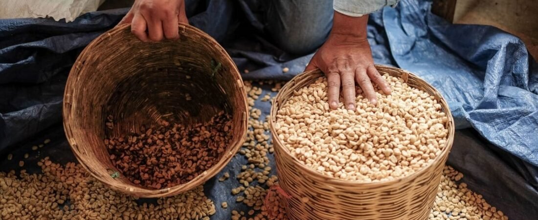 Vendían café con garbanzo: Así nació Café Legal para combatir los productos adulterados Vendían café con garbanzo: Así nació Café Legal para combatir los productos adulterados