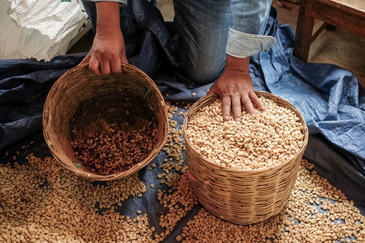 Vendían café con garbanzo: Así nació Café Legal para combatir los productos adulterados