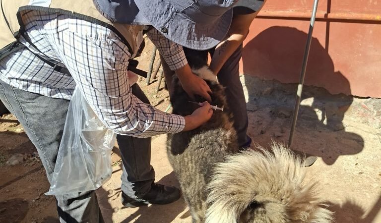 Sonora intensifica combate a la rickettsia: más de 3 mil perros protegidos para reducir el riesgo de contagios Sonora intensifica combate a la rickettsia: más de 3 mil perros protegidos para reducir el riesgo de contagios