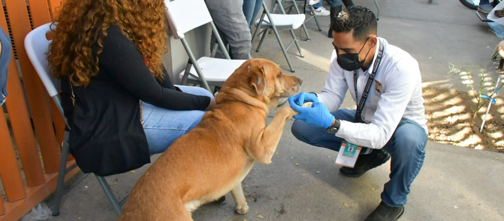 Realizarán jornada de esterilización gratuita de perros y gatos en Hermosillo: conoce los requisitos