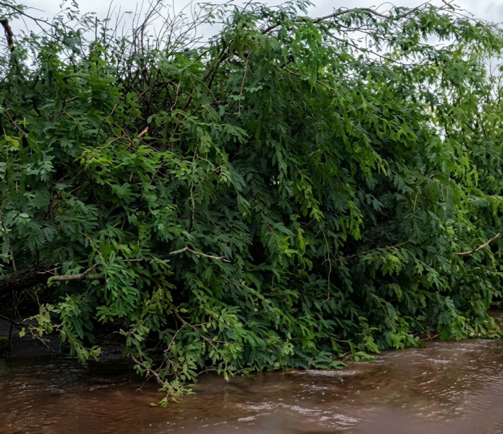 Lluvia y viento derriban mezquite en la colonia Solidaridad en Hermosillo Lluvia y viento derriban mezquite en la colonia Solidaridad en Hermosillo