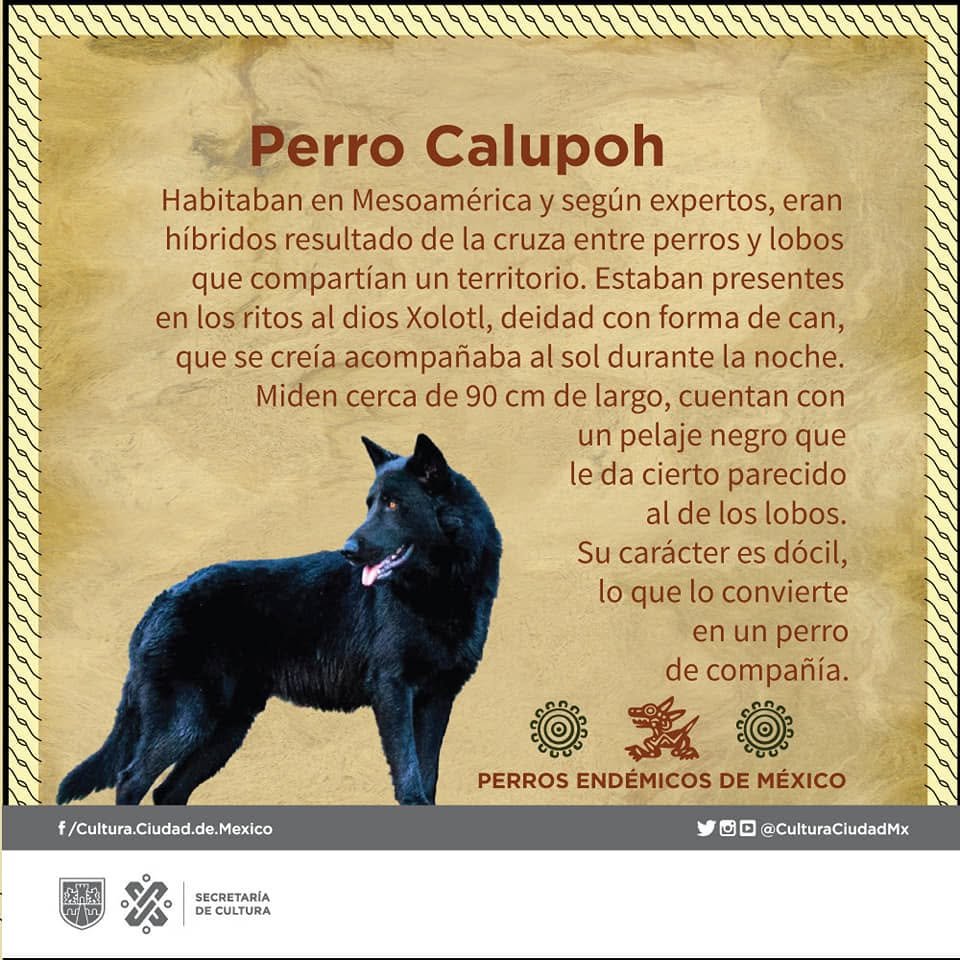 El calupoh tiene una altura y pelaje imponente, características relacionadas con los lobos. 