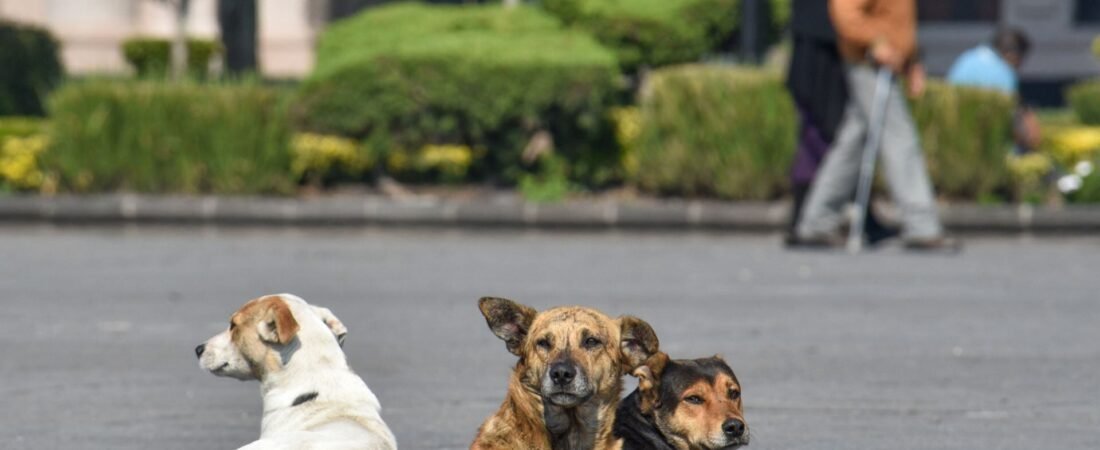 Sacrifican a más de 14 mil perros y gatos en Zapopan en cuatro años Sacrifican a más de 14 mil perros y gatos en Zapopan en cuatro años