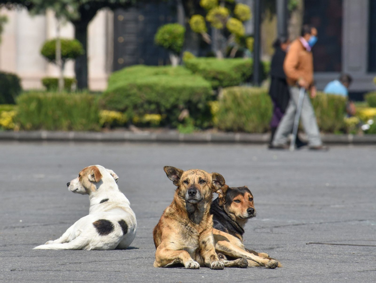 Sacrifican a más de 14 mil perros y gatos en Zapopan en cuatro años Sacrifican a más de 14 mil perros y gatos en Zapopan en cuatro años