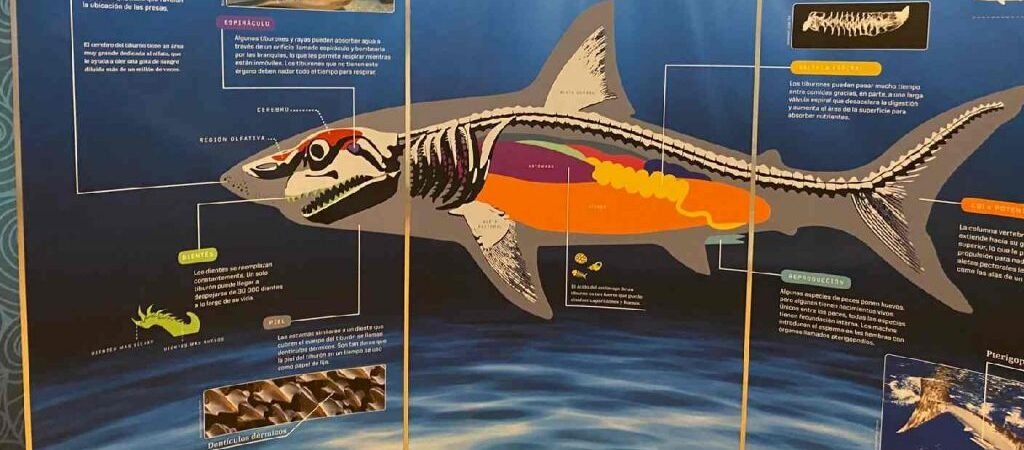Los tiburones llegaron a Hermosillo: FOTOS y VIDEOS de la exposición que muestra lo impresionante de esta especie Los tiburones llegaron a Hermosillo: FOTOS y VIDEOS de la exposición que muestra lo impresionante de esta especie