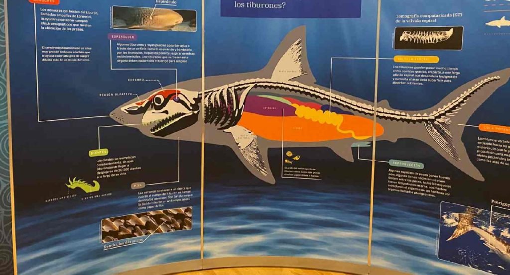 Los tiburones llegaron a Hermosillo: FOTOS y VIDEOS de la exposición que muestra lo impresionante de esta especie Los tiburones llegaron a Hermosillo: FOTOS y VIDEOS de la exposición que muestra lo impresionante de esta especie