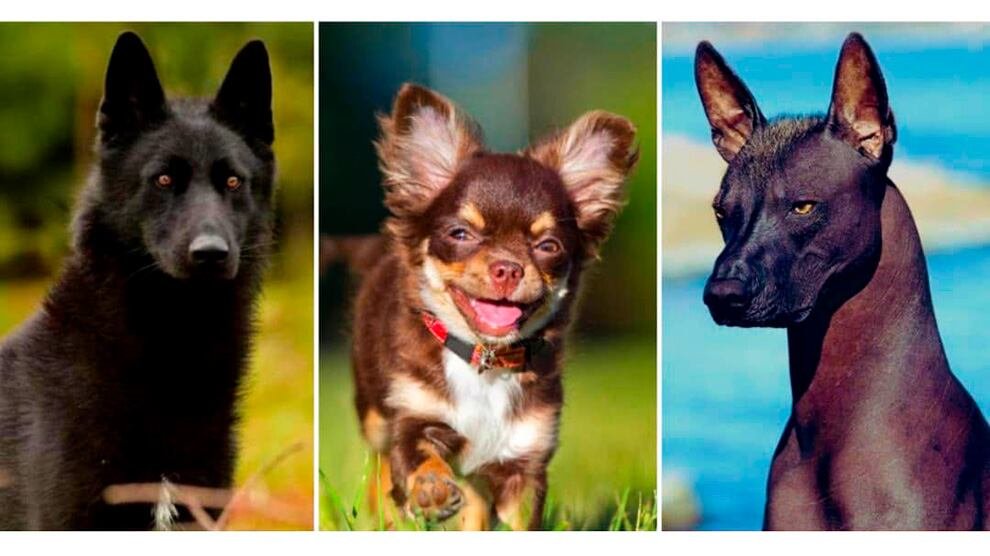 Estas son las tres razas de perro originarias de México. (FMVZ)