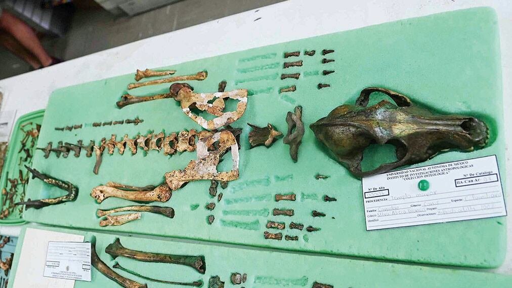 Investigadores de la UNAM analizaron decenas de restos óseos hallados en el Templo Mayor, relacionados con el calupoh. (Foto: Víctor Hugo Sánchez UNAM)