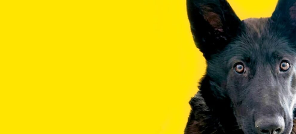 Xolo, chihuahua y… ¿calupoh? Así es la tercera raza de perro mexicana que ‘nació’ en el Templo Mayor