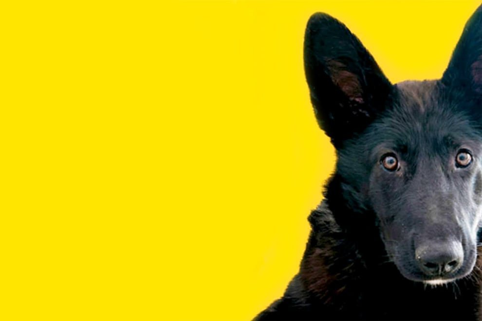 Xolo, chihuahua y… ¿calupoh? Así es la tercera raza de perro mexicana que ‘nació’ en el Templo Mayor