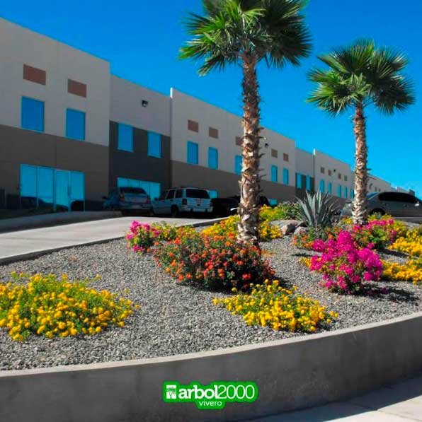 Para enfrentar cambio climático en Hermosillo, especialistas de ‘Árbol 2000’ proponen capacitación en paisajismo sostenible e infraestructura verde Para enfrentar cambio climático en Hermosillo, especialistas de ‘Árbol 2000’ proponen capacitación en paisajismo sostenible e infraestructura verde